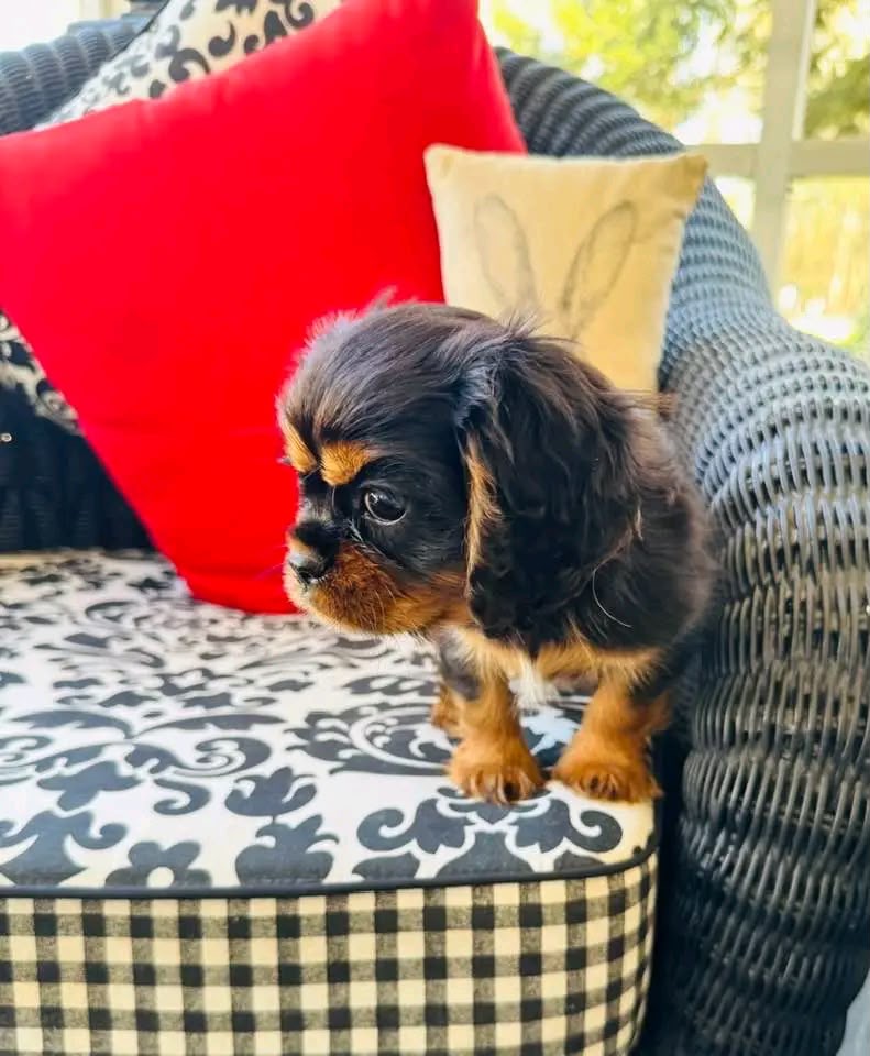 Adult Cavalier King Charles Spaniel parent dog - CKC Five Star Puppies
