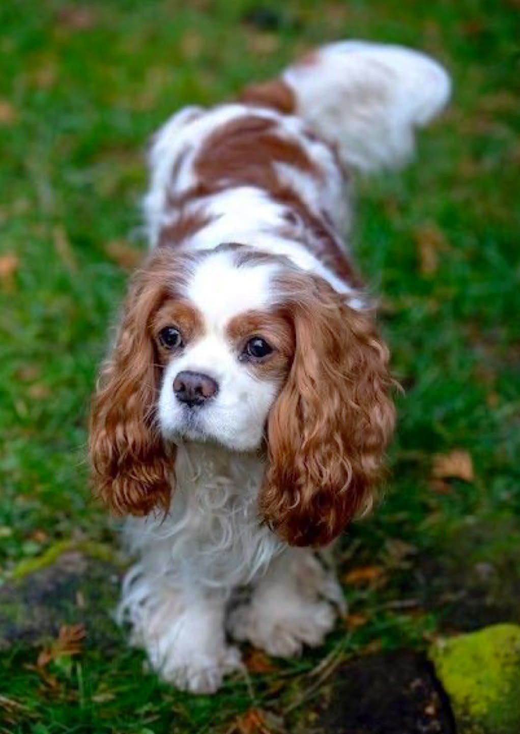 Blenheim Cavalier King Charles Spaniel puppy - CKC Five Star Puppies
