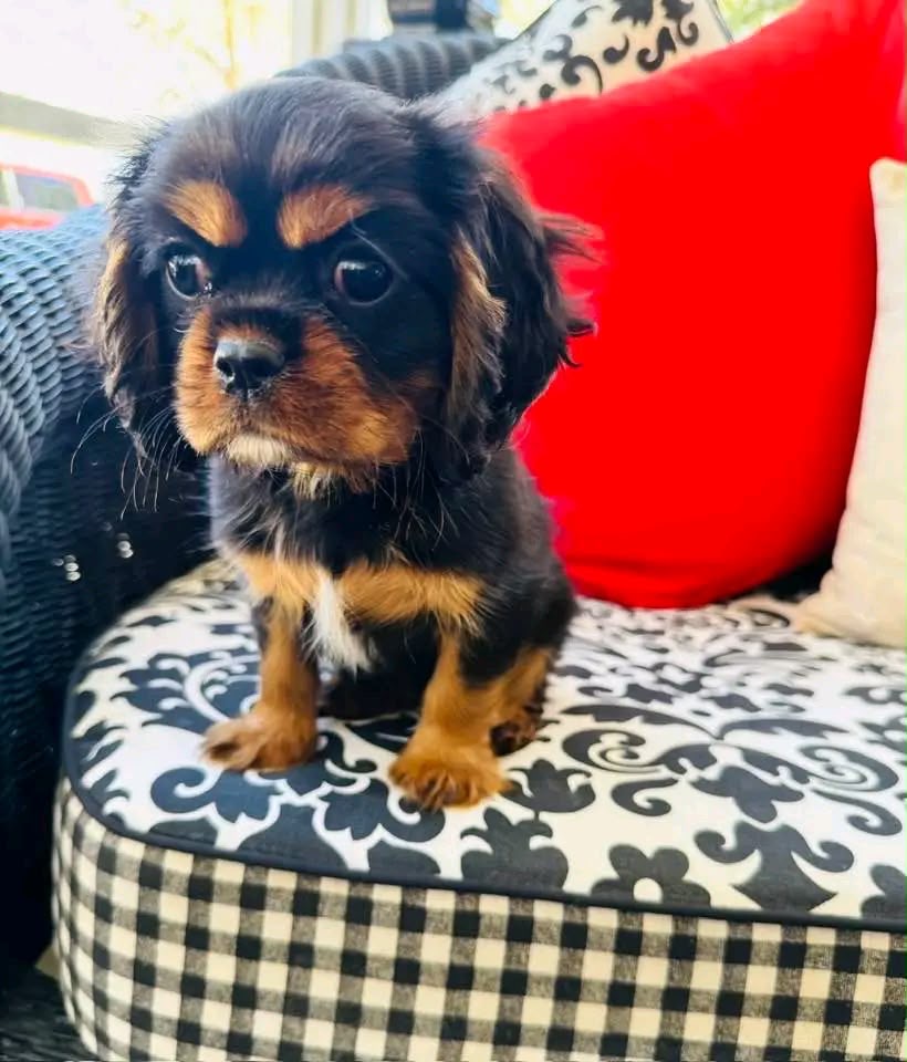 Adult Cavalier King Charles Spaniel parent dog - CKC Five Star Puppies