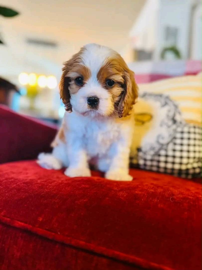 Blenheim Cavalier King Charles Spaniel puppy - CKC Five Star Puppies