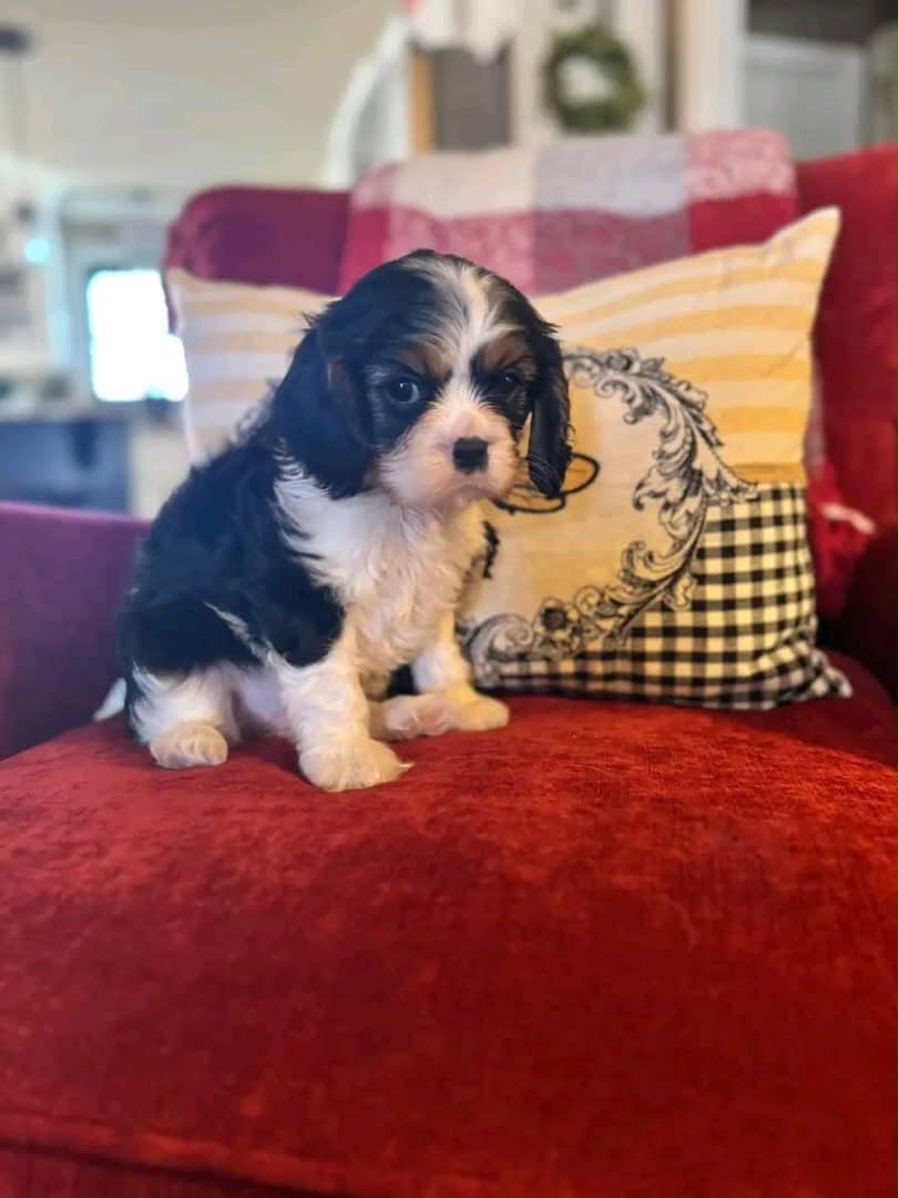 Adult Cavalier King Charles Spaniel parent dog - CKC Five Star Puppies